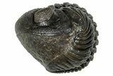 Wide, Enrolled Pedinopariops Trilobite - Excellent Eyes #347748-2